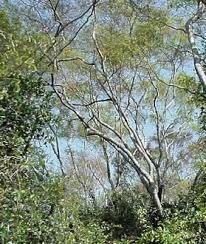 Image result for Pteleopsis anisoptera