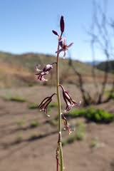 Image result for Congolanthus