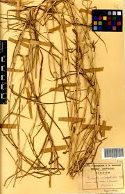 Image result for Euclasta condylotricha