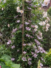 Check spelling or type a new query. Clematis Samaritan Jo Papi Joe S Garden