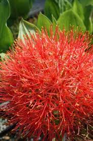 Scadoxus Multiflorus Ssp Katherinae Shade Perennials Shade Loving Perennials Planting Flowers