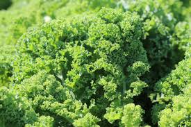 Brassica oleracea botrytis cymosa dc. Winterkohl Grunkohl Anbau Anleitung Gartenlexikon De