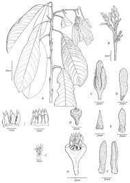 Maybe you would like to learn more about one of these? Vatica Abdulrahmaniana Resak Jabatan Perhutanan Semenanjung Malaysia