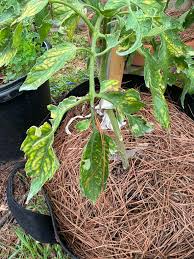 The hard work pays off 👍🏼🇺🇸😎🇺🇸