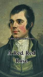 A Red, Red Rose: Robert Burns' Timeless Love Poem