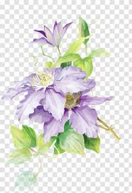Check spelling or type a new query. Watercolor Painting Flower Drawing Clematis Watercolour Transparent Png