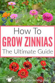 How To Grow Zinnias The Ultimate Guide Zinnia Flowers Zinnias Container Flowers