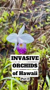 Image result for Cynorkis summerhayesiana