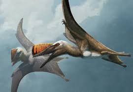 Image result for Dinophora