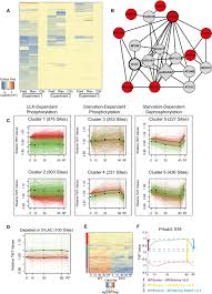 Works for all blackberry 10 devices: Phosphoproteomic Identification Of Ulk Substrates Reveals Vps15 Dependent Ulk Vps34 Interplay In The Regulation Of Autophagy The Embo Journal