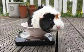 how much should a guinea pig weigh complete guide