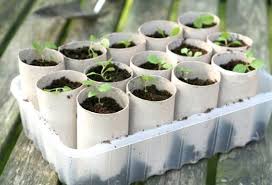 Sie sind auf der suche nach einer neuen toilette? Toilet Paper Roll Crafts Kids Kubby Garten Garten Pflanzen Garten Anpflanzen