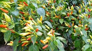 Image result for Capsicum frutescens