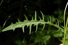 Image result for Crepis