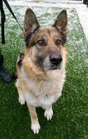They mainly care for dogs, cats & rabbits, but there are other animals you can animal rescue group devoted to nebraska, kansas, missouri & iowa. June 27 Missouri German Shepherd Rescue Bar K
