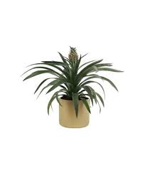 Bu gruptaki bitkiler, farklı şekil ve renklere sahip dekoratif yaprakları için yetiştirilmektedir. Ic Mekan Sus Bitkisi Fiyatlari Botanikamo