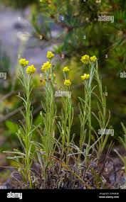 Image result for Helichrysum decorum