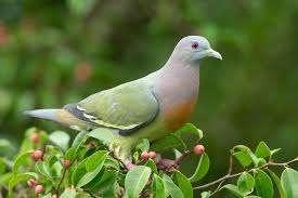 We did not find results for: Columbidae Wikipedia