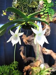 Image result for Angraecum sacciferum