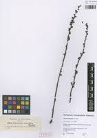 Image result for Alectra orobanchoides