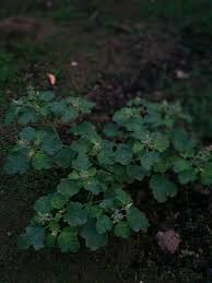 Image result for Chrozophora plicata