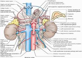 Right And Left Renal Veins Are Anterior To The Renal Arteries Left Renal Vein Receives Left Suprarenal Vein And Left Gonadal Anatomy Flashcards Anatomy Renal