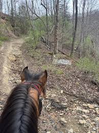 First snowfall, Charli is not sure what to think of it!
