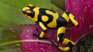 Scopri ricette, idee per la casa, consigli di stile e altre idee da provare. Free Download Harlequin Poison Frog Wallpaper Download For Desktop Pc Laptop 1920x1080 For Your Desktop Mobile Tablet Explore 50 Animated Frog Wallpaper For Computer 3d Moving Wallpapers Free