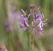 Image result for Cleome maculata