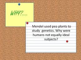 The dna is stained red, with regions rich in housekeeping genes further stained in green. 14 1 Human Chromosomes Key Questions 1 What Is A Karyotype 2 What Patterns Of Inheritance Do Human Traits Follow 3 How Can Pedigrees Be Used To Analyze Ppt Download
