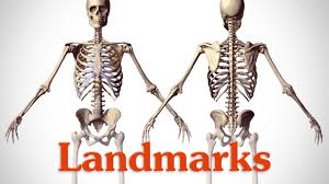 Landmarks Of The Human Body Youtube