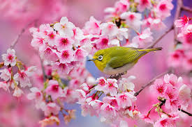 Maybe you would like to learn more about one of these? Gambar Bunga Sakura Jepang Indah Cantik Love Sea Sky And Forest