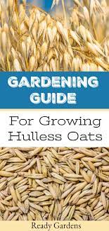 A Gardening Guide For Growing Hulless Oats Food Garden Growing Nutrition