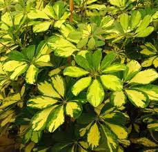 Scheffleta Arboricola 3a Jpg 560 540 Schefflera Plant Leaves Plants