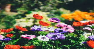 Jun 29, 2021 · the flowers of the volcano series come in a number of different colors. So They Are All Named After Flowers