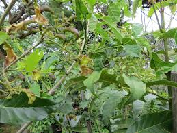 Image result for Heinsia zanzibarica