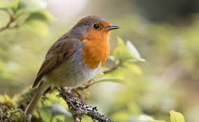 Actor, director, mother & activist join me and @pourlesfemmesofficial to make a difference. Robin Happy Beaks