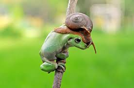 We did not find results for: Pin On Frogs