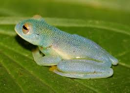 Image result for glass frog