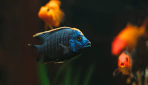 An easily kept cichlid whose character more than compensates for its somewhat drab colouration, s. How To Care For African Cichlids Thefishkeeping Com