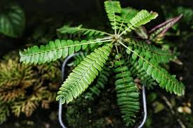 Image result for Biophytum