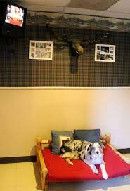 Overnight Lodging At Rover Oaks Pet Resort In Houston Katy Texas Pet Resort Luxury Dog Kennels Luxury Dog