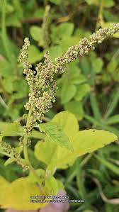 Image result for Amaranthus viridis