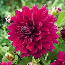 Winter flowering plants in india. 7 Easy To Grow Winter Flowering Plants To Bring Colour And Butterflies Into Your Garden Lifestyle News India Tv