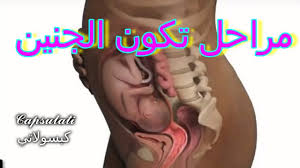 مراحل تكون الجنين استغرق جمع الصور 12 سنة Stages Of Fetal Development To Portrait Tattoo Portrait Movie Posters