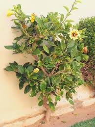 Image result for Solandra maxima