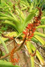 Image result for Nesaea passerinoides