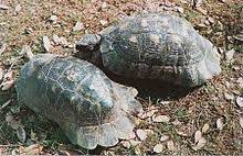 Marginated Tortoise Wikipedia