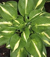 Purchase Hosta Online Hostas Hosta Gardens Hosta Varieties
