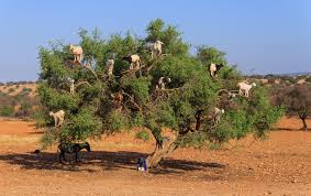Résultat de recherche d'images pour "goats in argan tree"
